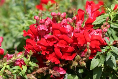Garsington Antirrhinum, 2009 by Sarah OToole